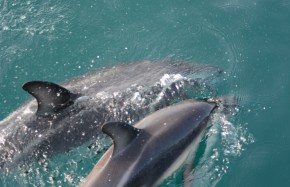 Dauphins Dusky baie Kaikoura