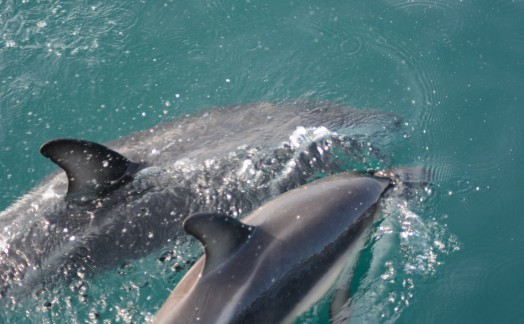 Dauphins Dusky baie Kaikoura