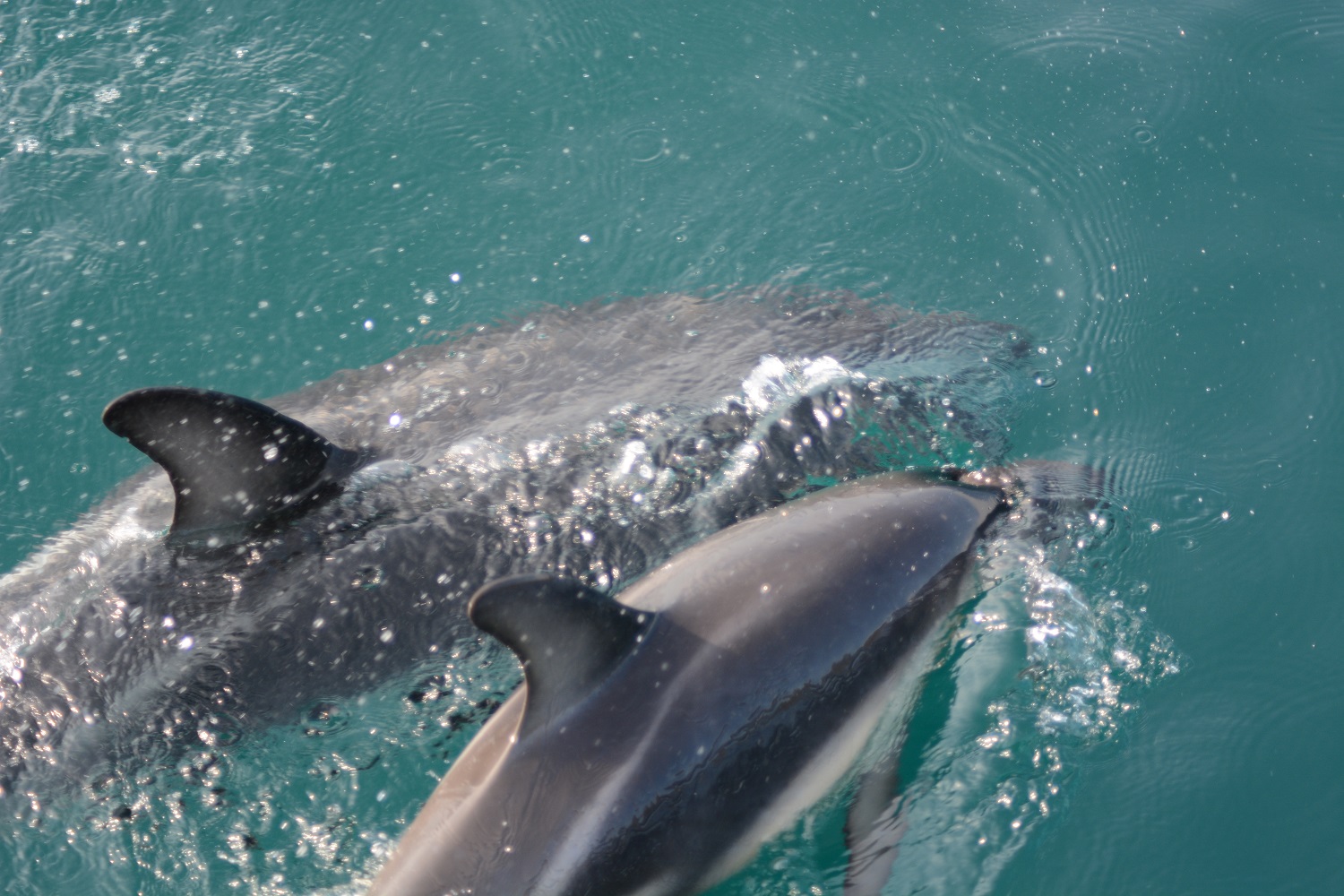 Dauphins Dusky baie Kaikoura