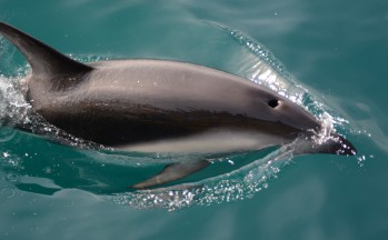 Sounds et dauphins, Nouvelle Zélande