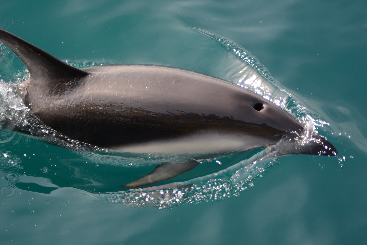 Dauphins Dusky