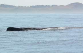 Cachalot baie Kaikoura