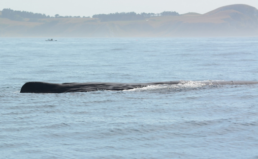 Cachalot baie Kaikoura