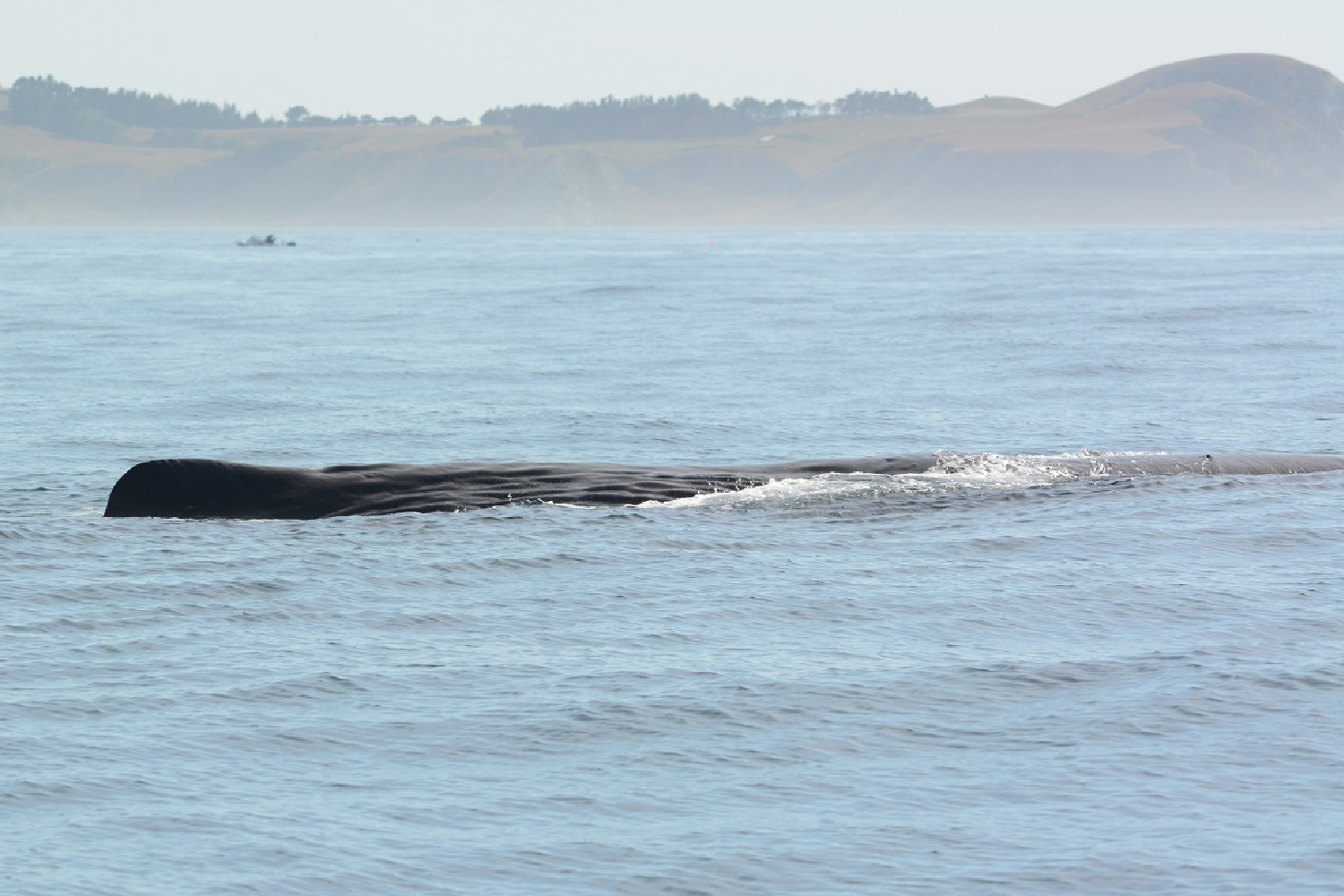 Cachalot baie Kaikoura