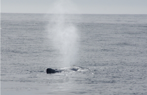 Cachalot baie de Kaikoura