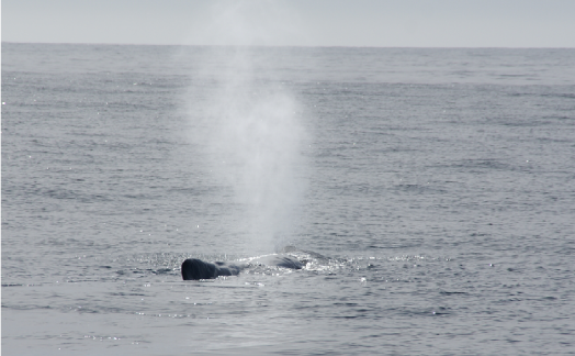 Cachalot baie de Kaikoura