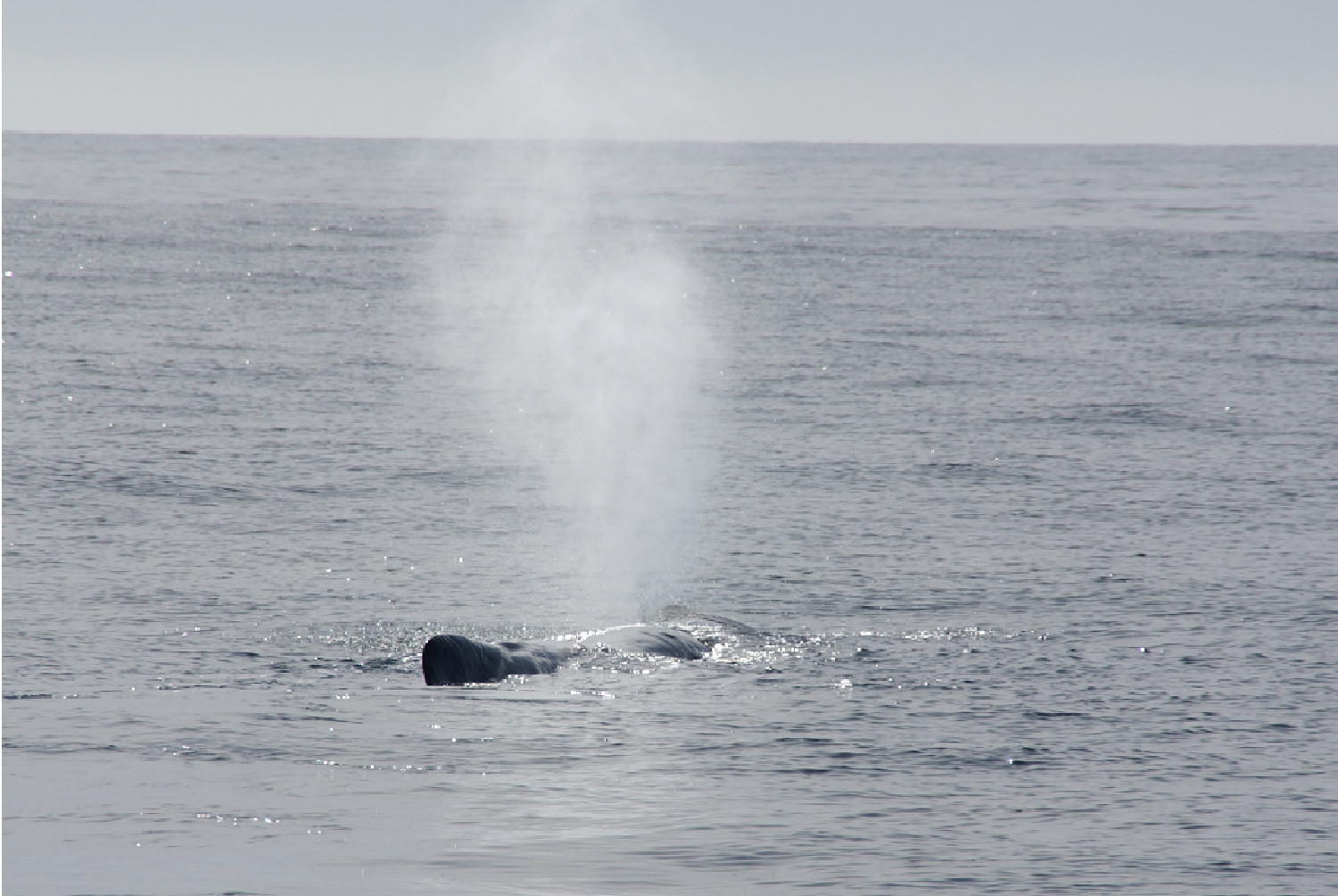 Cachalot baie de Kaikoura