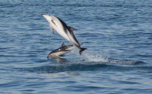 Flip dauphins Dusky baie Kaikoura