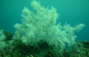 Corail noir Milford Sound