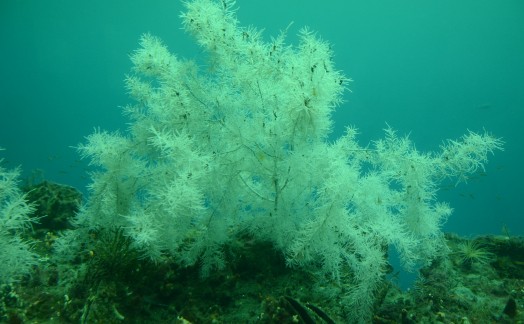 Corail noir Milford Sound