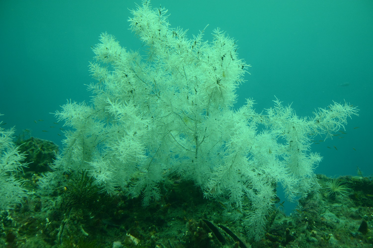 Corail noir Milford Sound