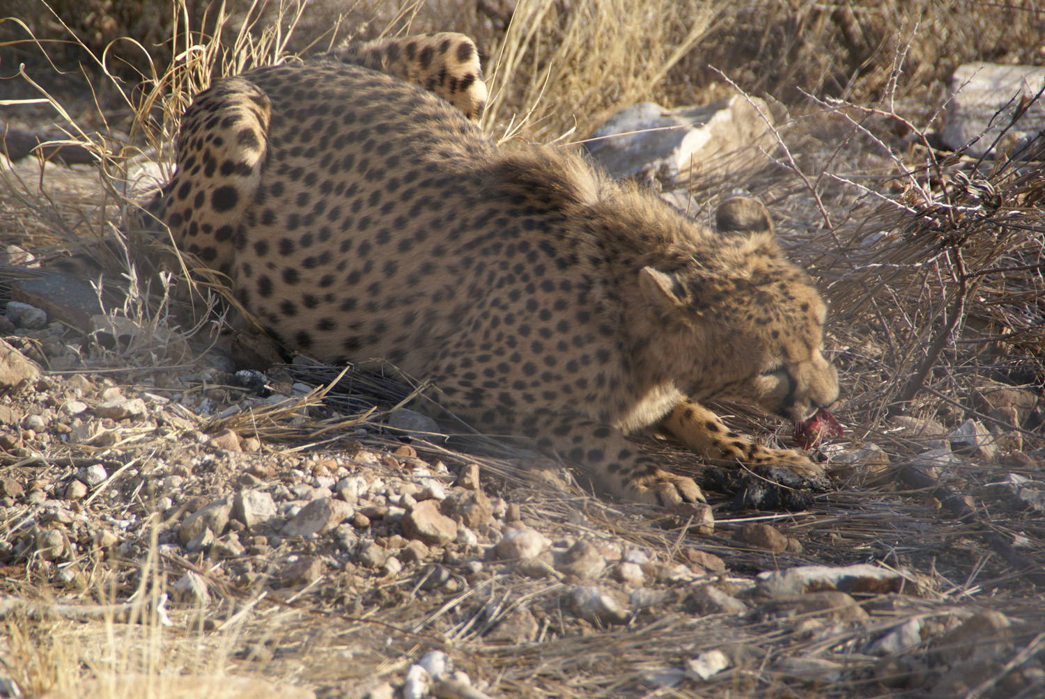 Guépard