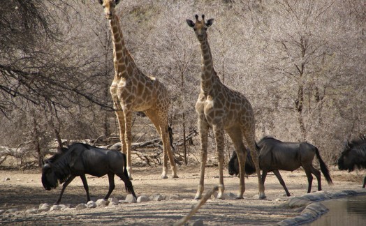 Gnous et girafes