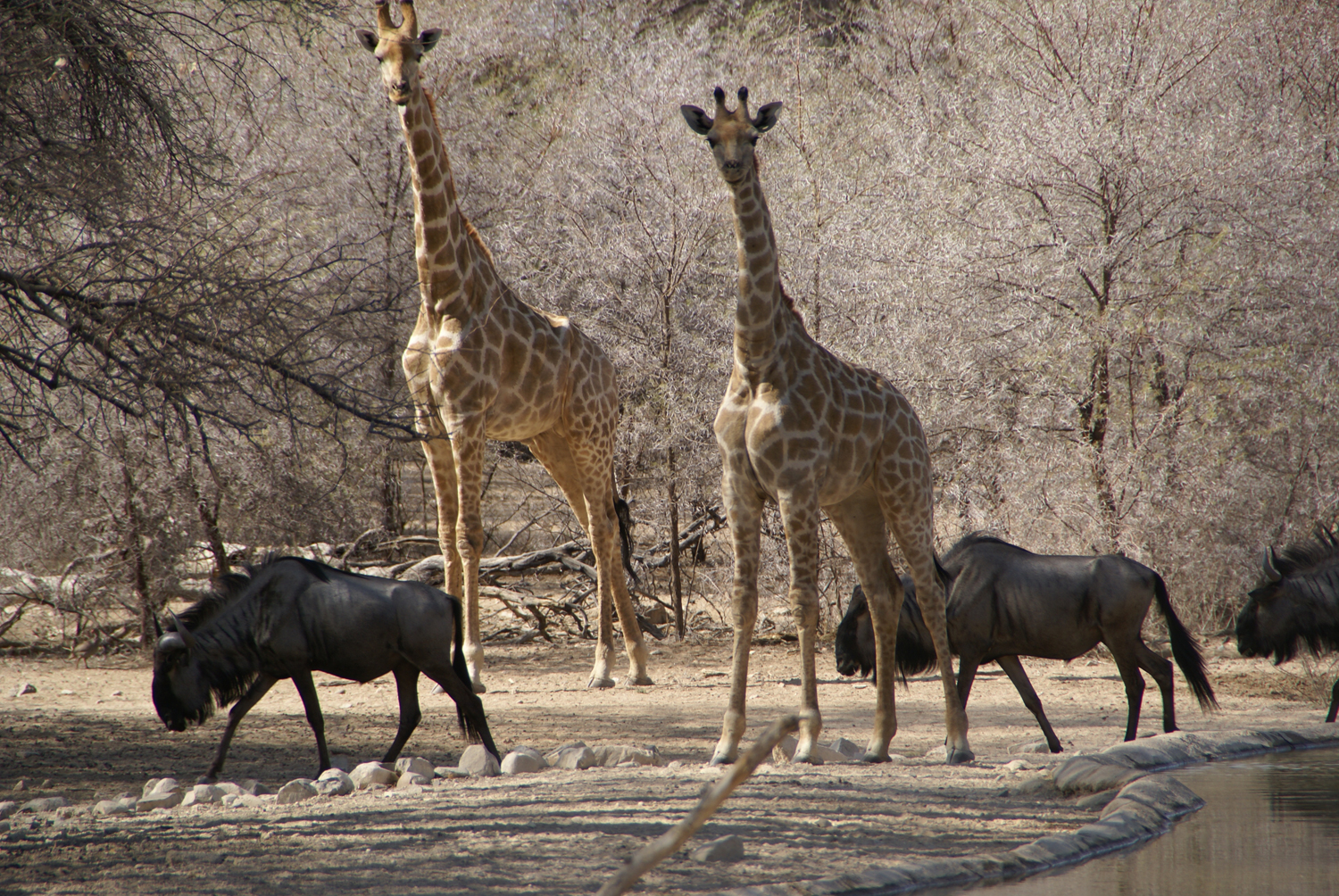 Gnous et girafes