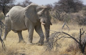 Eléphant réserve Etosha