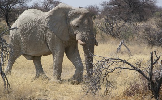 Eléphant réserve Etosha