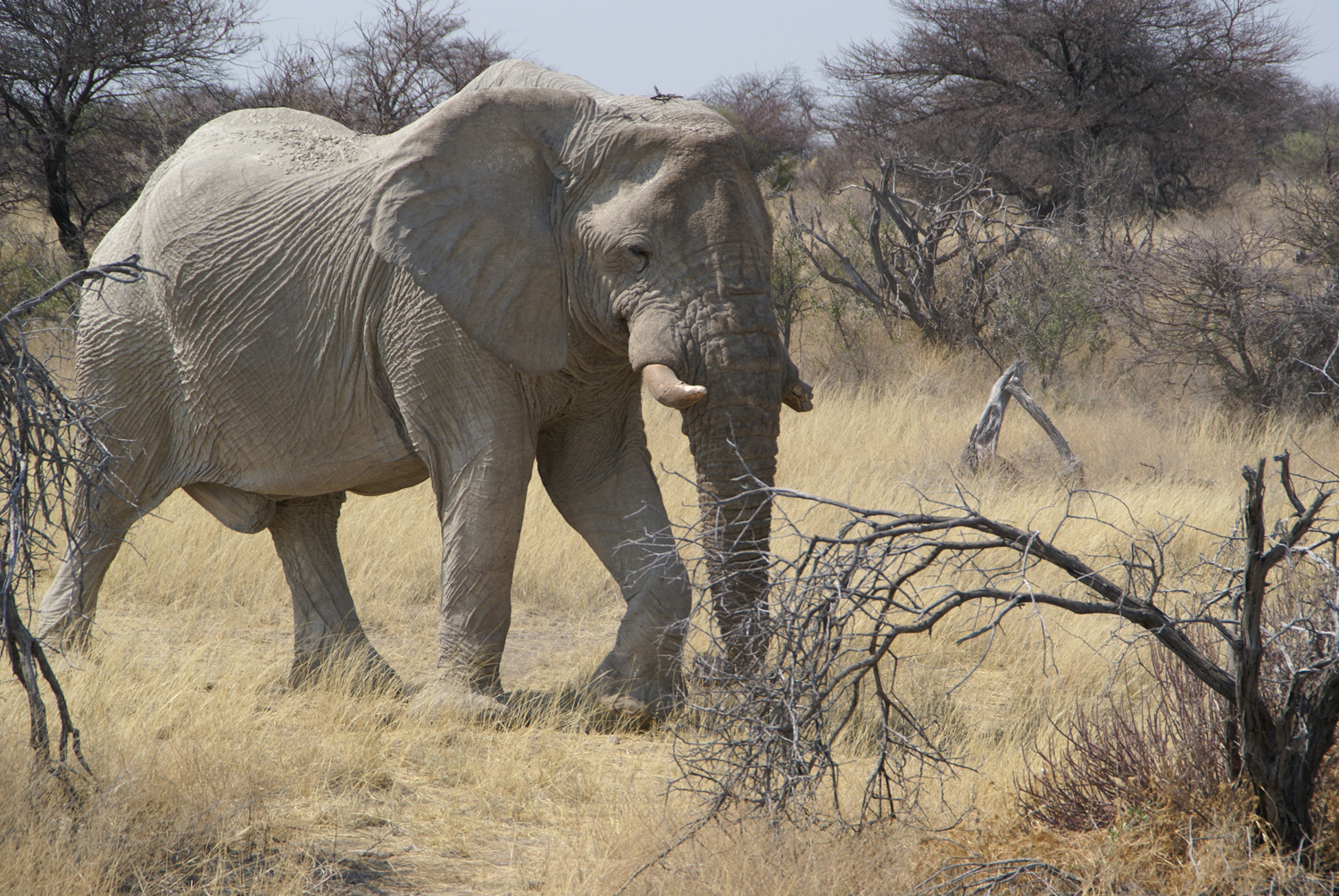Eléphant réserve Etosha