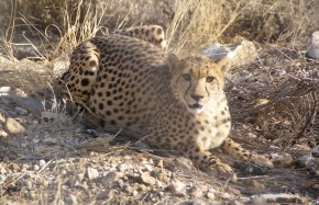 Guépard après la chasse