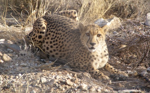 Guépard après la chasse