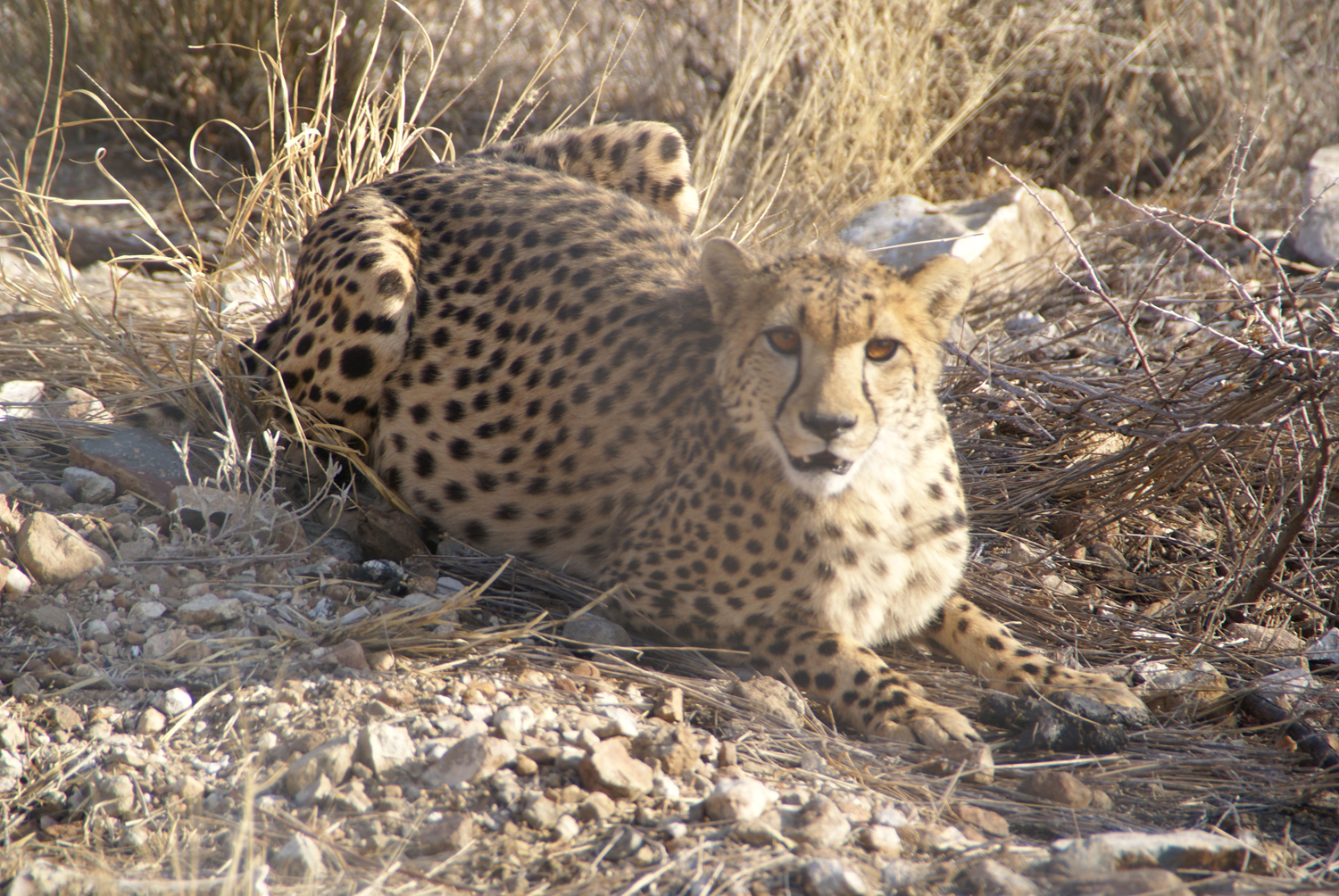 Guépard après la chasse