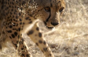 Guépard, réserve Etosha