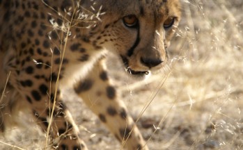 Guépards, Namibie