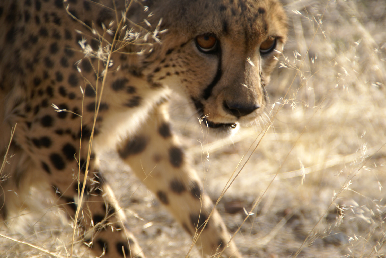 Guépard, réserve Etosha