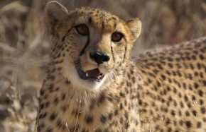 Guépard