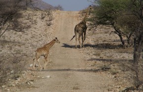 Girafes