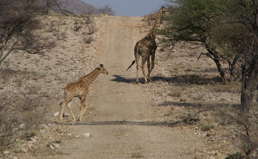 Girafes