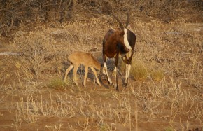 Antilopes