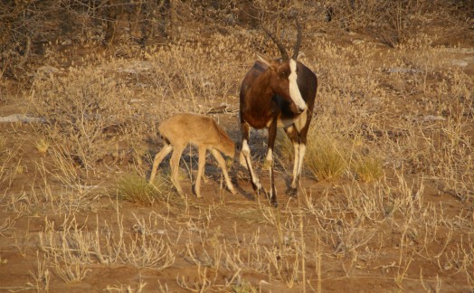 Antilopes