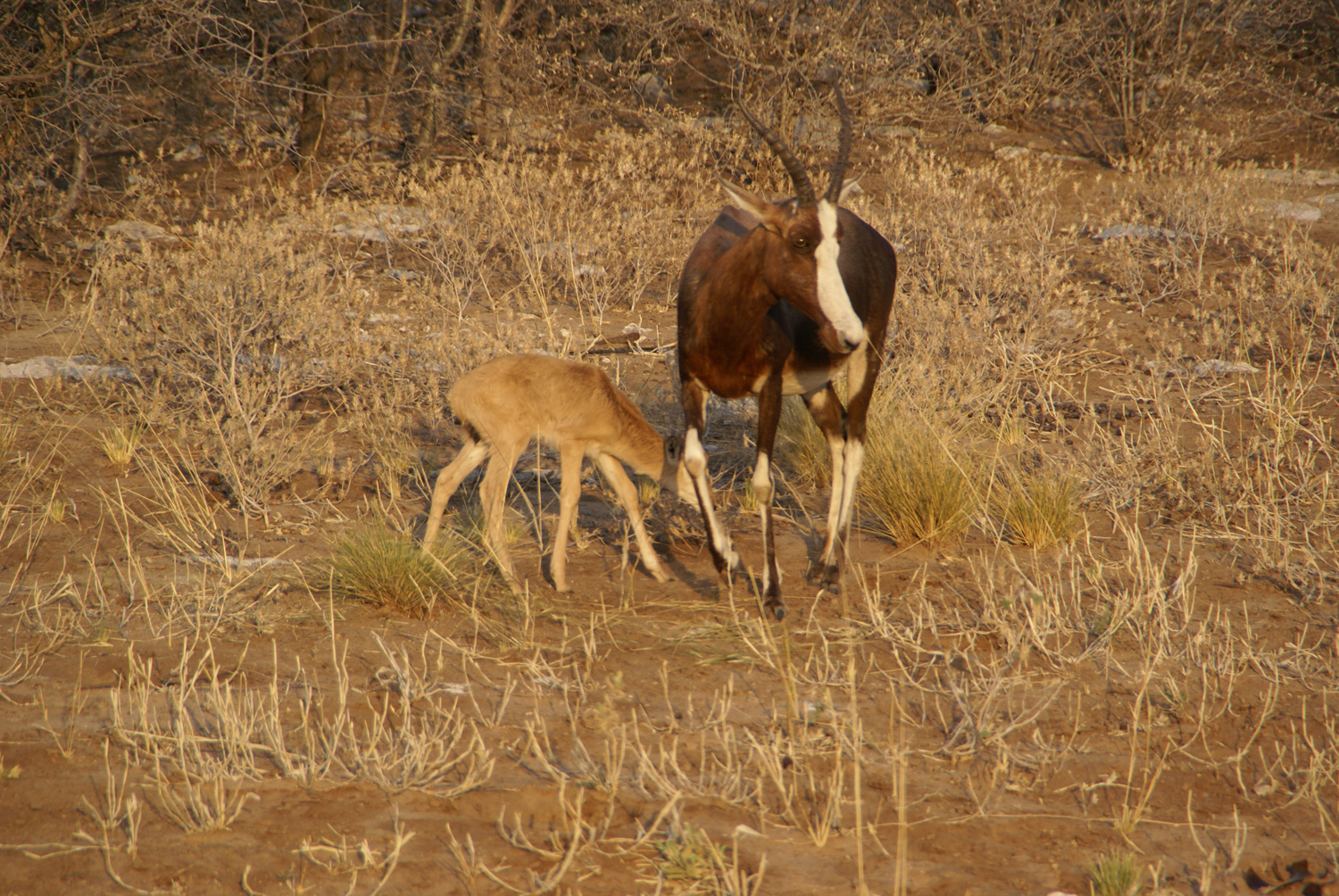 Antilopes