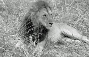 Lions du Tarangire