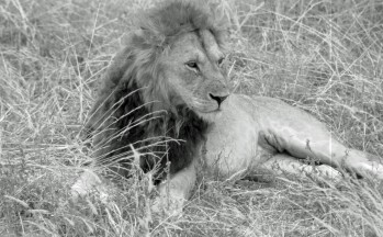 Lions du Tarangire, Tanzanie
