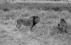 Lions Tarangire