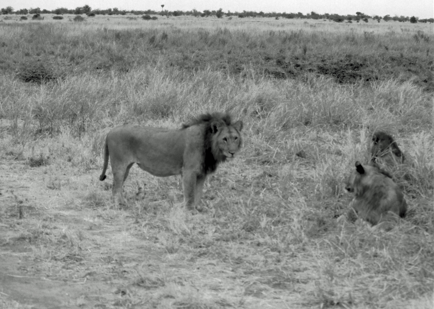 Lions Tarangire