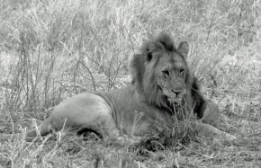 Lions Tarangire