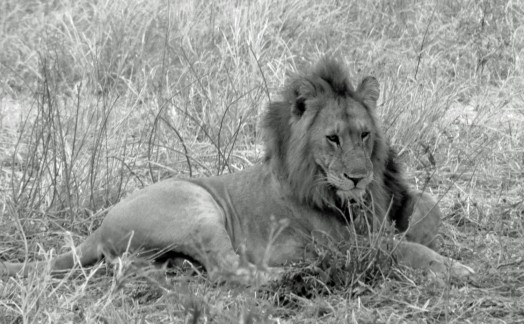 Lions Tarangire