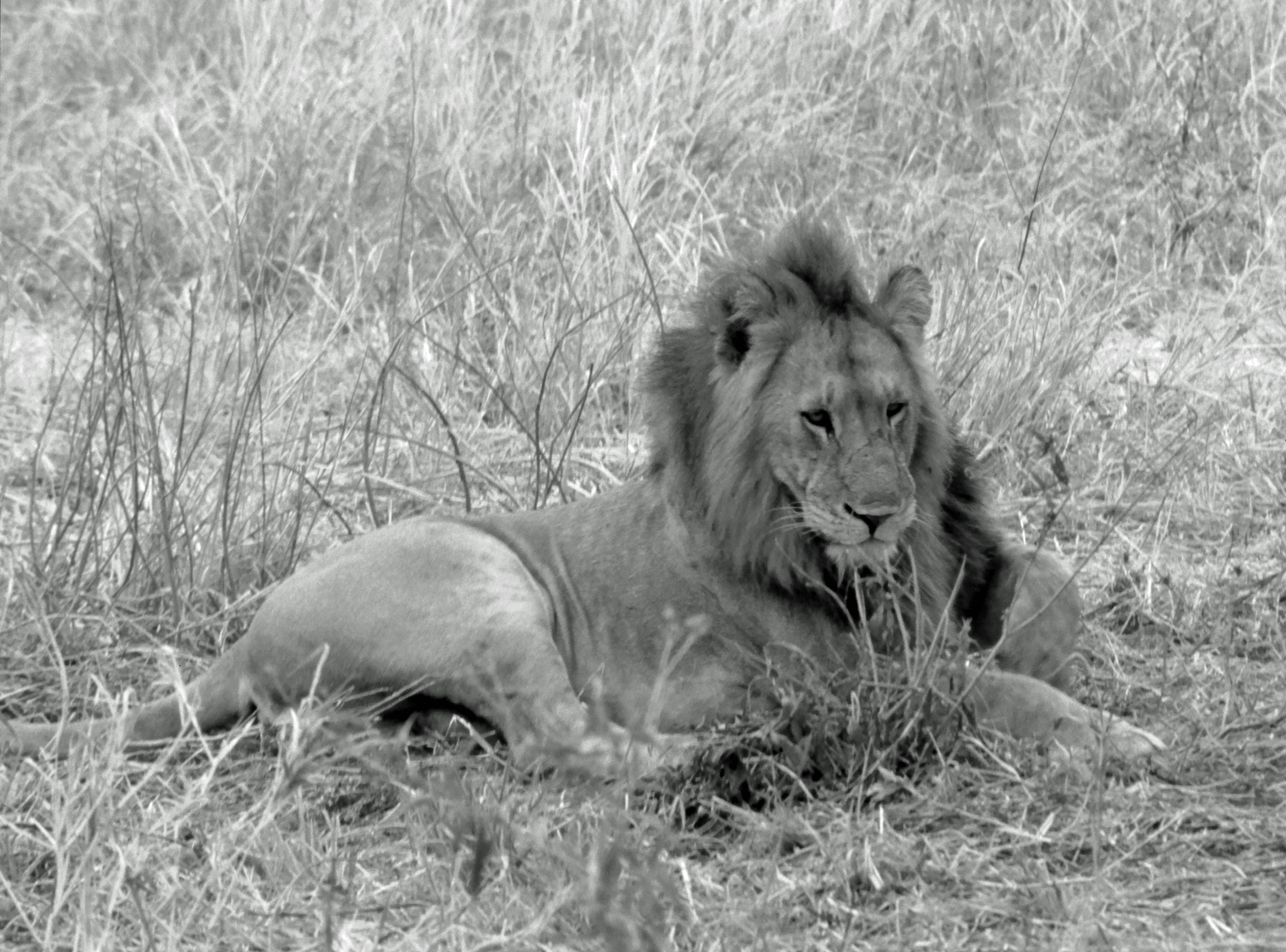 Lions Tarangire