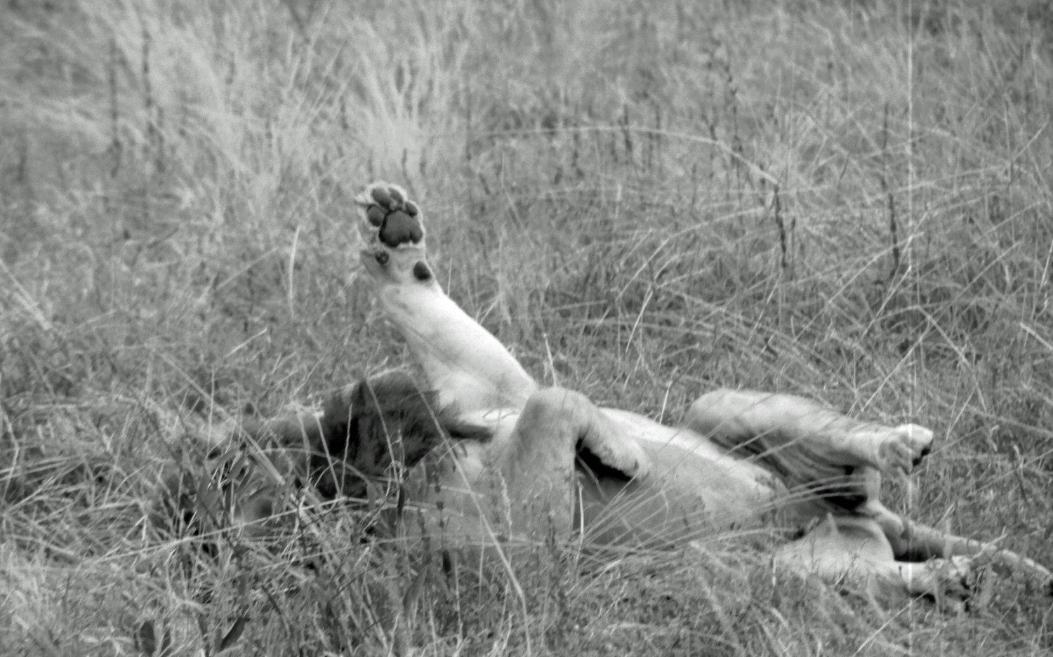 Lions Tarangire