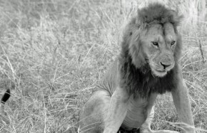 Lions Tarangire