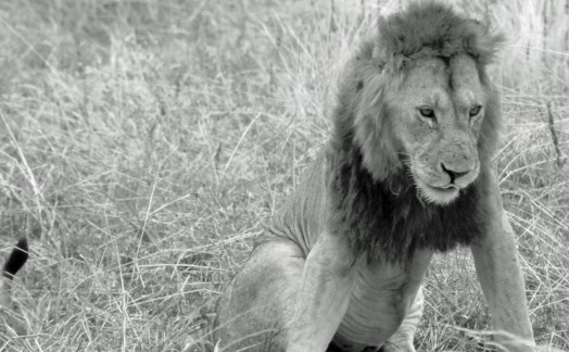 Lions Tarangire