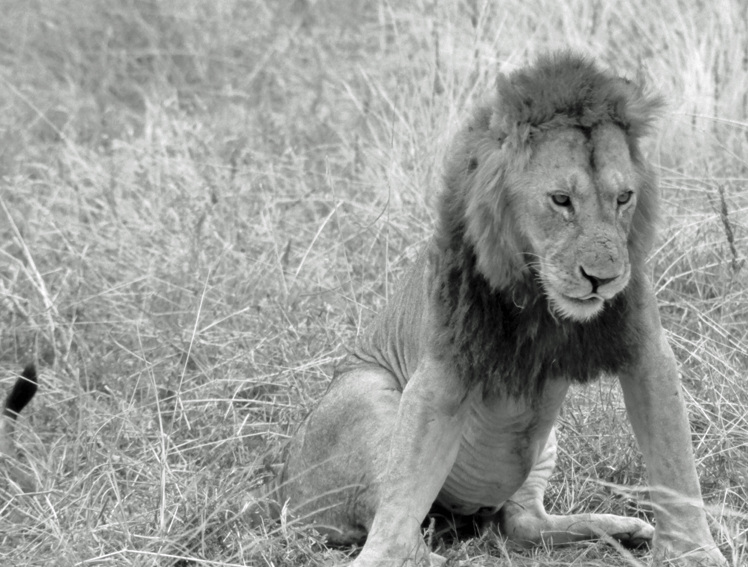 Lions Tarangire