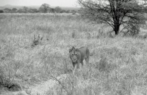 Lion Tarangire