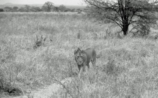 Lion Tarangire