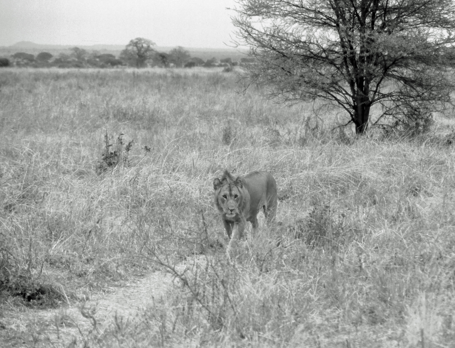 Lion Tarangire