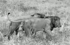 Lions Tarangire