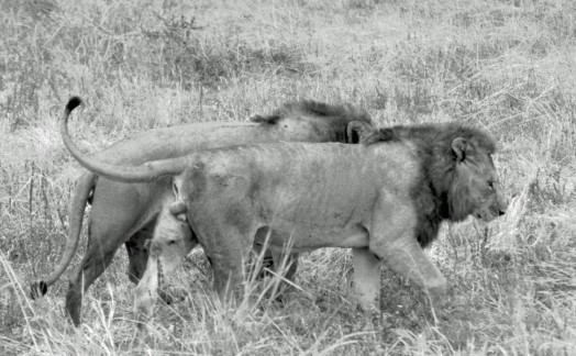 Lions Tarangire