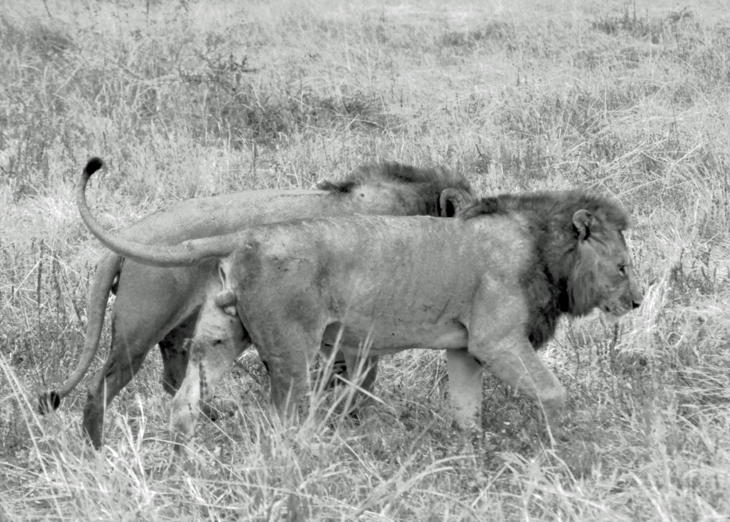 Lions Tarangire